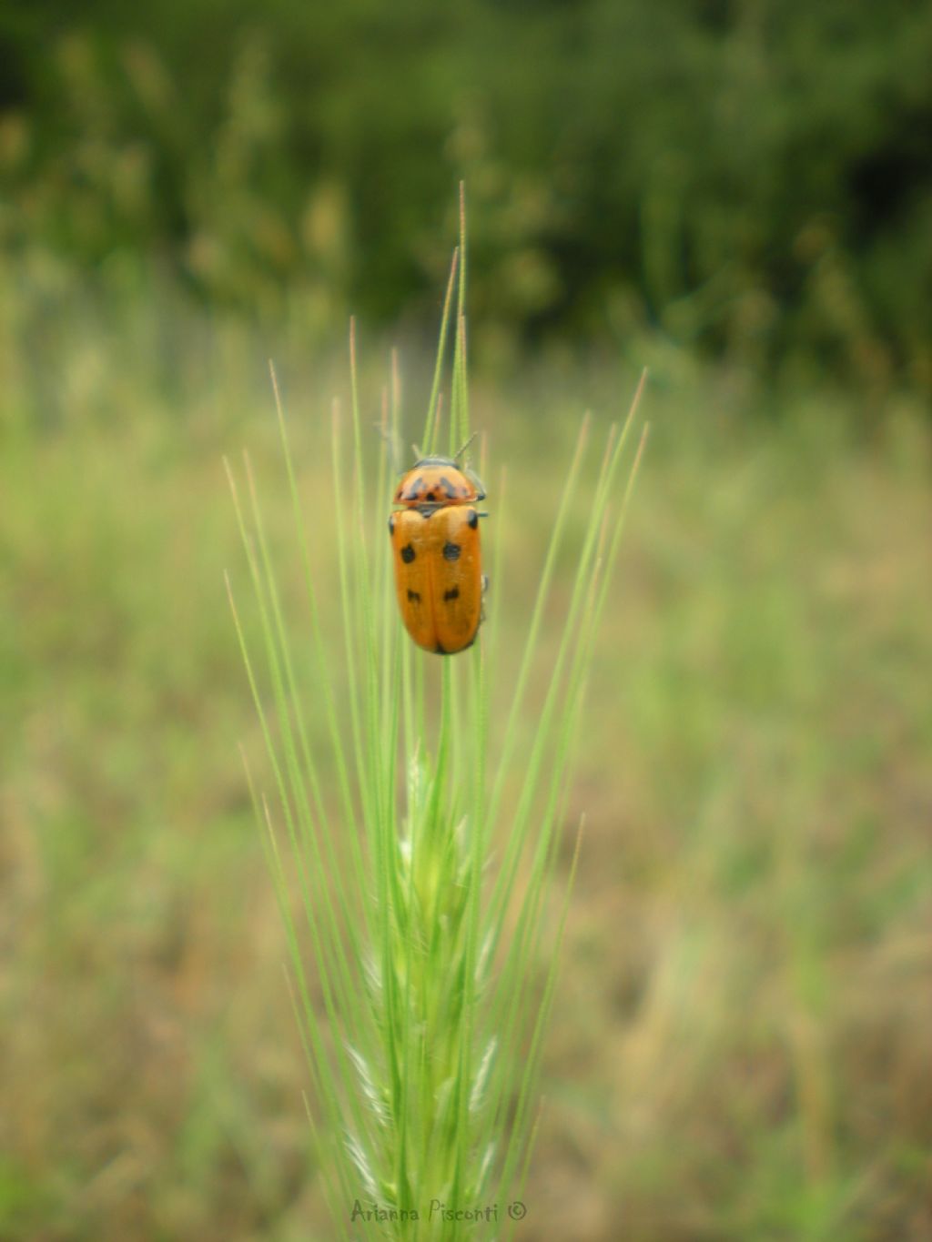 Clytra atraphaxidis (Chrysomelidae)